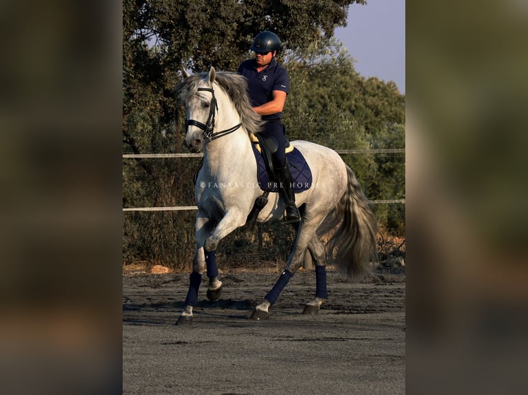 PRE Mix Hengst 7 Jahre 166 cm Schimmel in Santa Perpetua de Mogoda