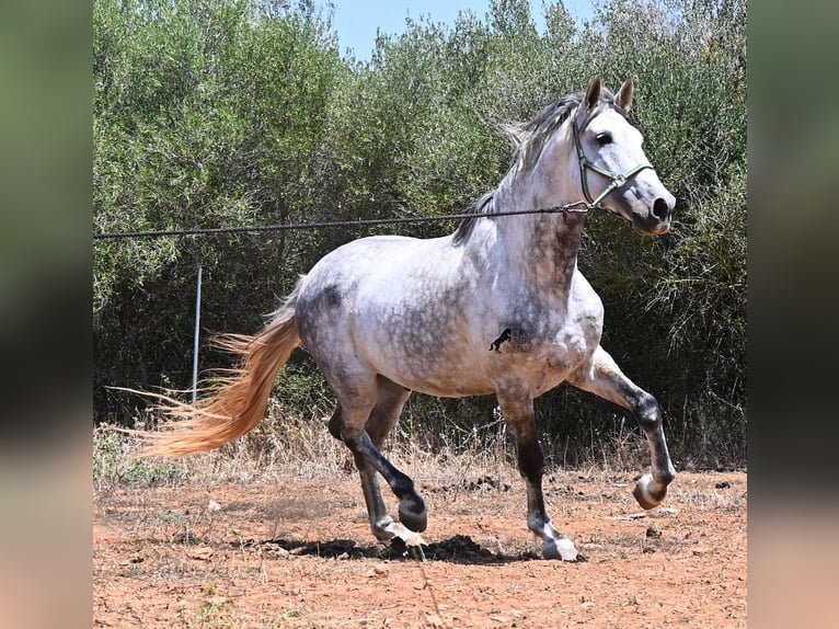 PRE Mix Hengst 7 Jahre 166 cm Schimmel in Mallorca