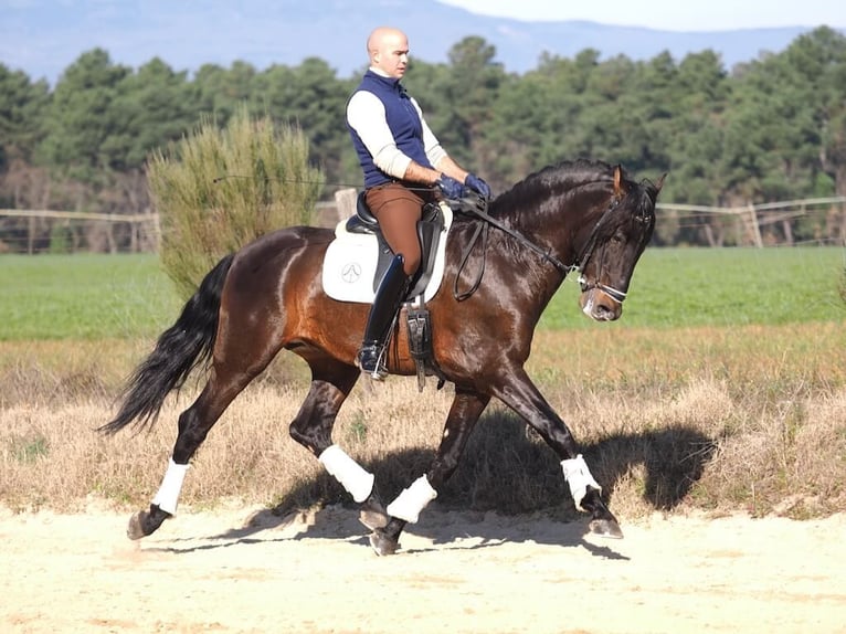 PRE Mix Hengst 7 Jahre 167 cm Brauner in Navas Del Madroño