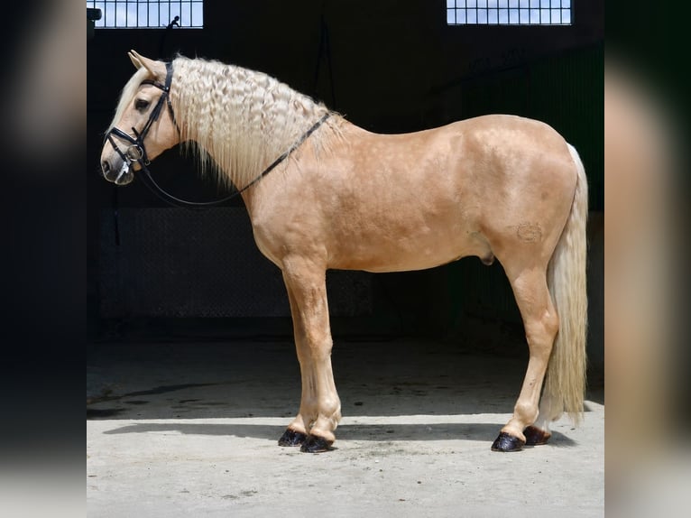 PRE Mix Hengst 7 Jahre 167 cm Pearl in Cañada De San Pedro