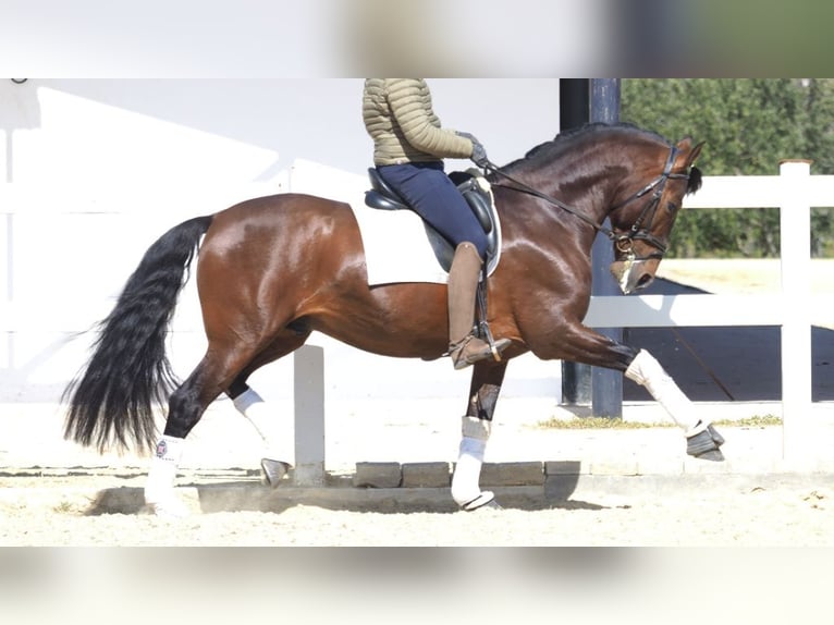 PRE Mix Hengst 7 Jahre 167 cm Rotbrauner in NAVAS DEL MADRONO