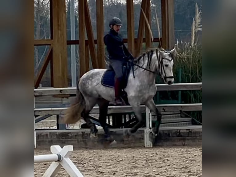 PRE Mix Hengst 7 Jahre 167 cm Schimmel in Milano