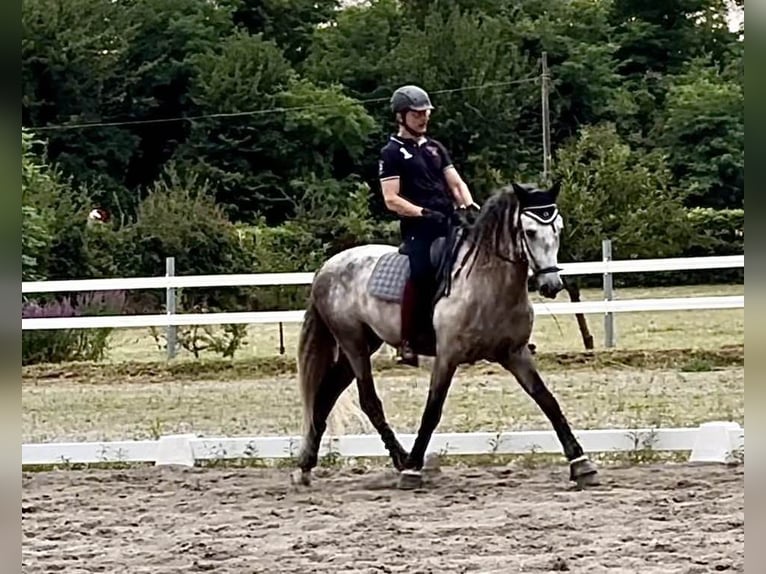 PRE Mix Hengst 7 Jahre 167 cm Schimmel in Milano