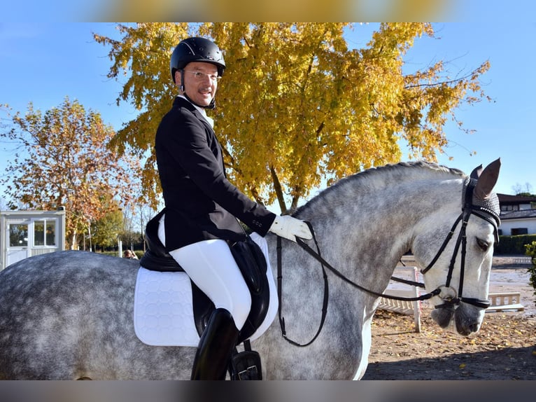 PRE Mix Hengst 7 Jahre 167 cm Schimmel in Milano