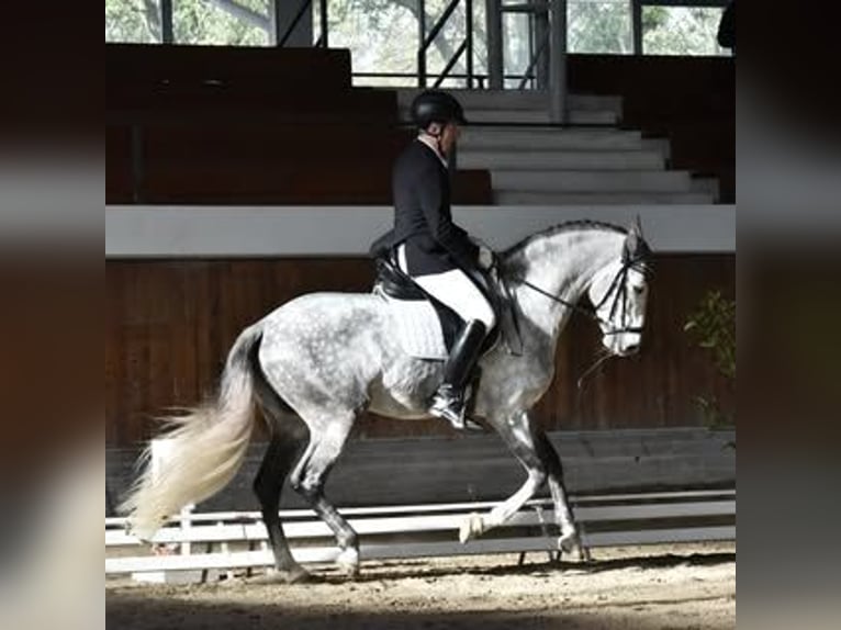 PRE Mix Hengst 7 Jahre 167 cm Schimmel in Milano