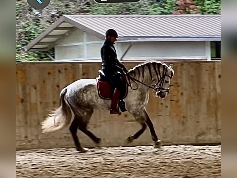 PRE Mix Hengst 7 Jahre 167 cm Schimmel in Milano