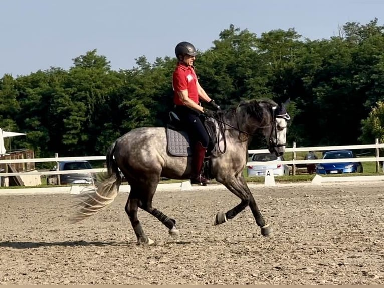 PRE Mix Hengst 7 Jahre 167 cm Schimmel in Milano