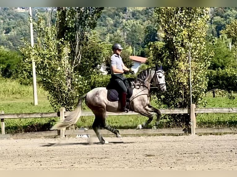 PRE Mix Hengst 7 Jahre 167 cm Schimmel in Milano