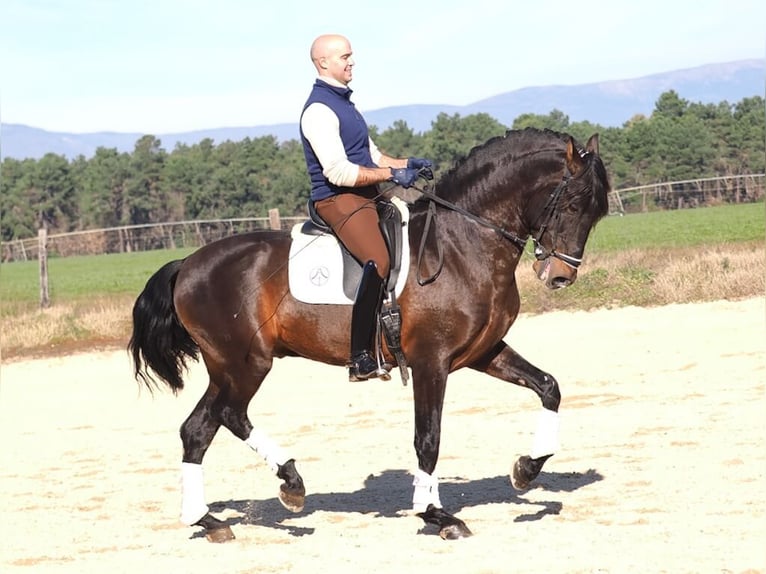 PRE Mix Hengst 7 Jahre 167 cm in Navas Del Madro&#xF1;o