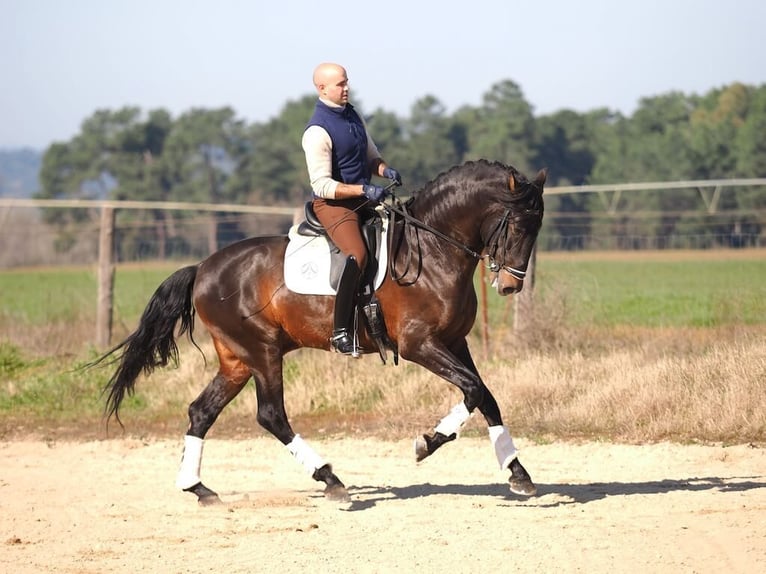 PRE Mix Hengst 7 Jahre 167 cm in Navas Del Madro&#xF1;o