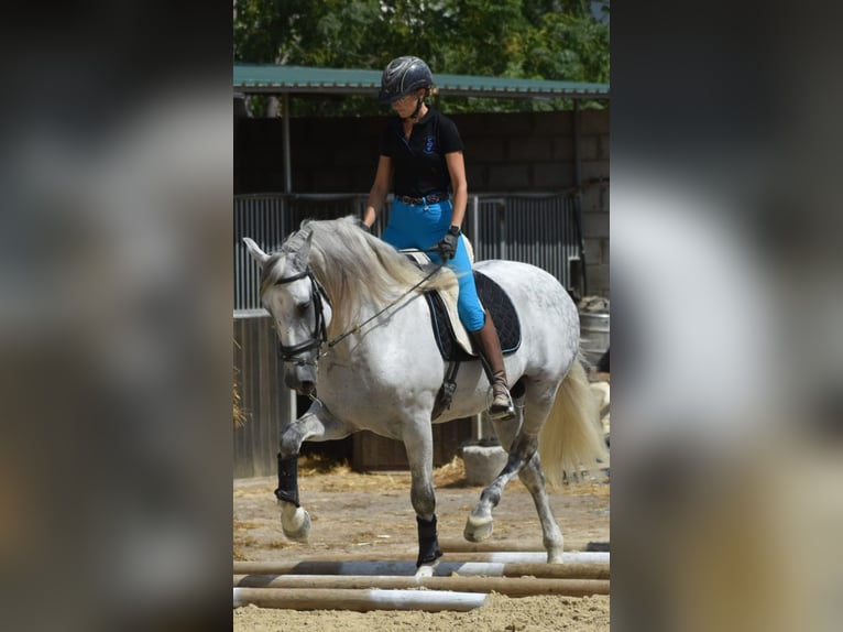 PRE Hengst 7 Jahre 168 cm Apfelschimmel in Sevilla