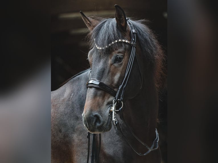 PRE Mix Hengst 7 Jahre 168 cm Dunkelbrauner in Mainz