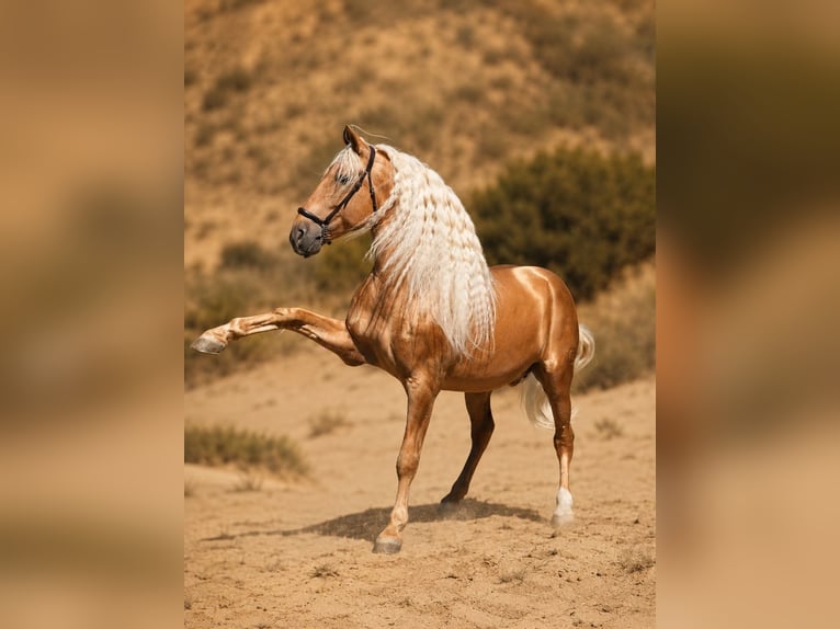 PRE Mix Hengst 7 Jahre 168 cm Palomino in Valencia
