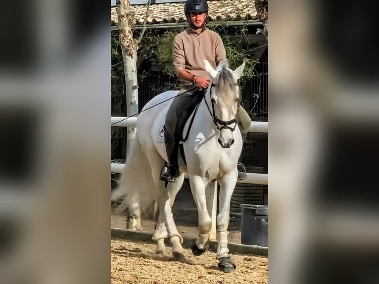 PRE Hengst 7 Jahre 168 cm Schimmel in Sevilla