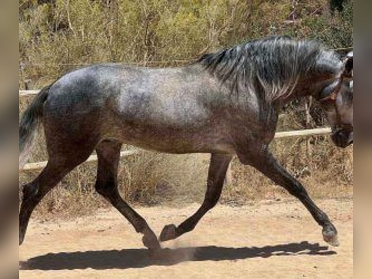 PRE Mix Hengst 7 Jahre 168 cm Schimmel in Malaga