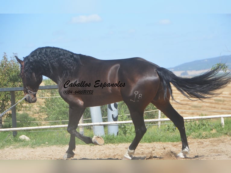 PRE Hengst 7 Jahre 168 cm Schwarzbrauner in Vejer de la Frontera