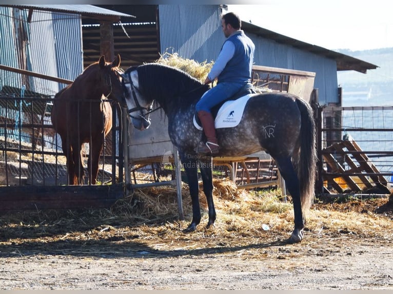 PRE Hengst 7 Jahre 169 cm Schimmel in Provinz Cordoba