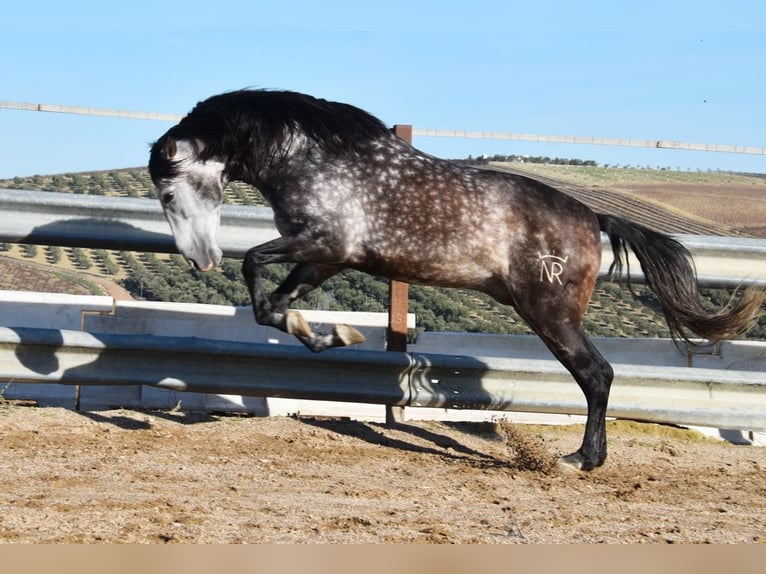 PRE Hengst 7 Jahre 169 cm Schimmel in Provinz Cordoba