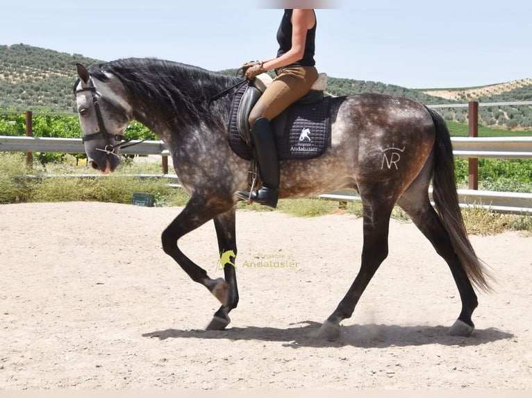 PRE Hengst 7 Jahre 169 cm Schimmel in Provinz Cordoba