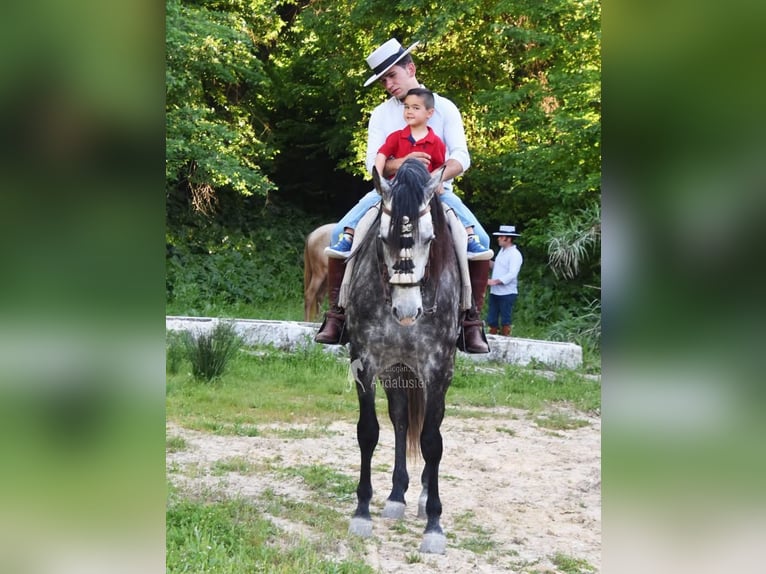 PRE Hengst 7 Jahre 169 cm Schimmel in Provinz Cordoba