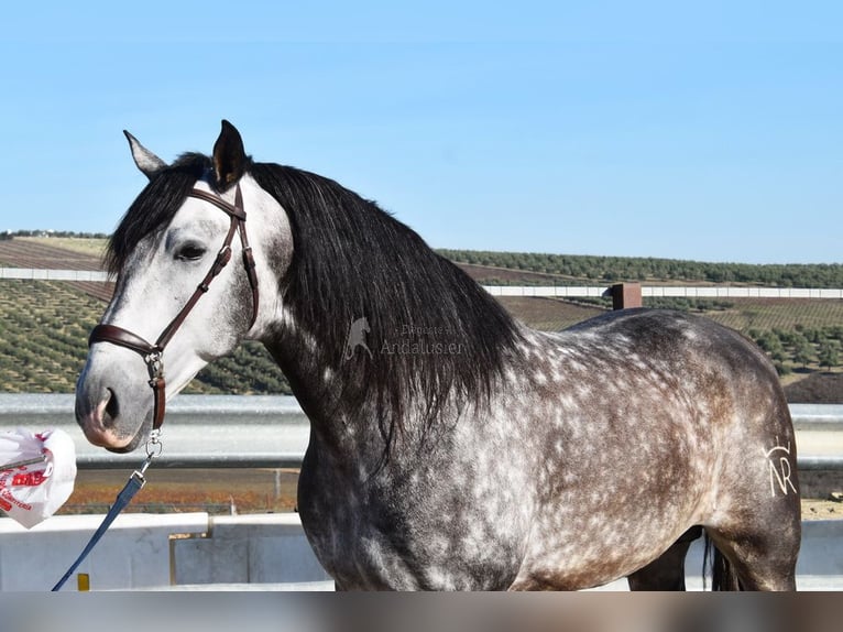 PRE Hengst 7 Jahre 169 cm Schimmel in Provinz Cordoba