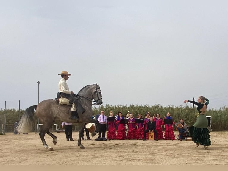 PRE Mix Hengst 7 Jahre 169 cm Schimmel in Sant Fost de Campsentelles