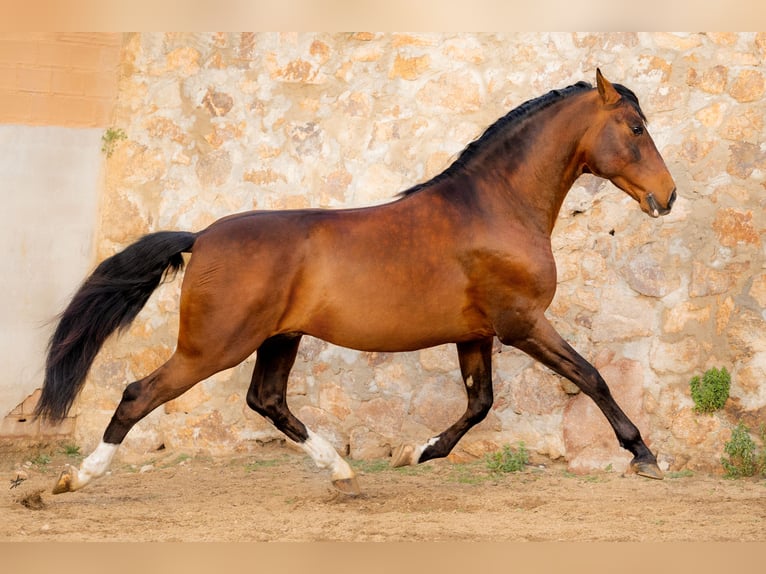 PRE Hengst 7 Jahre 170 cm Rotbrauner in Barcelona