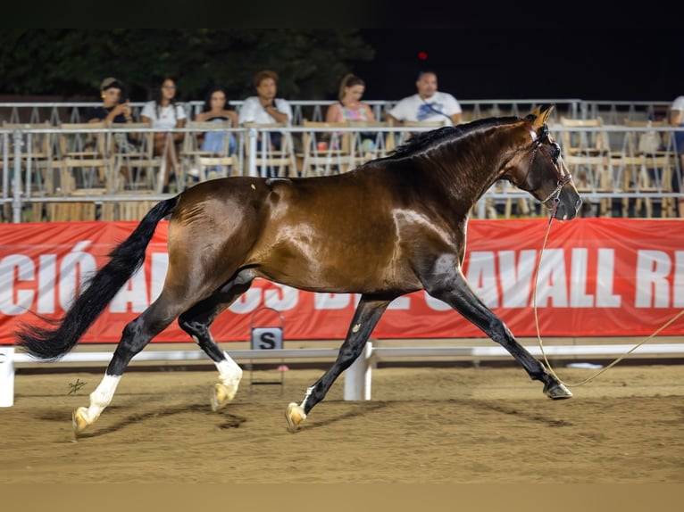 PRE Hengst 7 Jahre 170 cm Rotbrauner in Barcelona