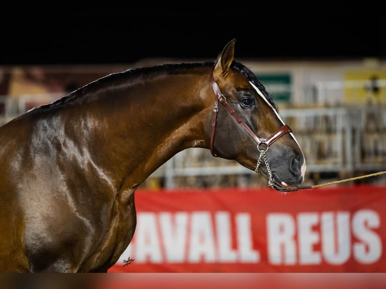 PRE Hengst 7 Jahre 170 cm Rotbrauner in Barcelona