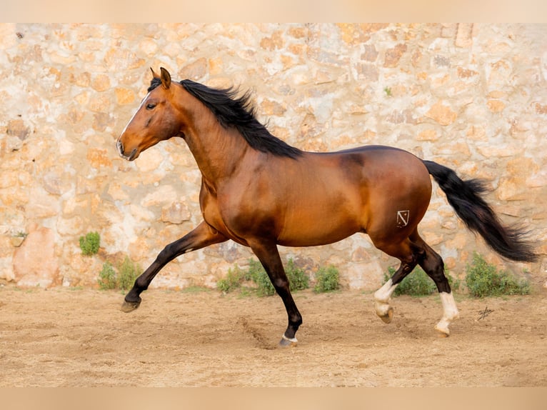 PRE Hengst 7 Jahre 170 cm Rotbrauner in Barcelona