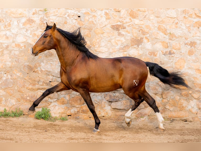 PRE Hengst 7 Jahre 170 cm Rotbrauner in Barcelona