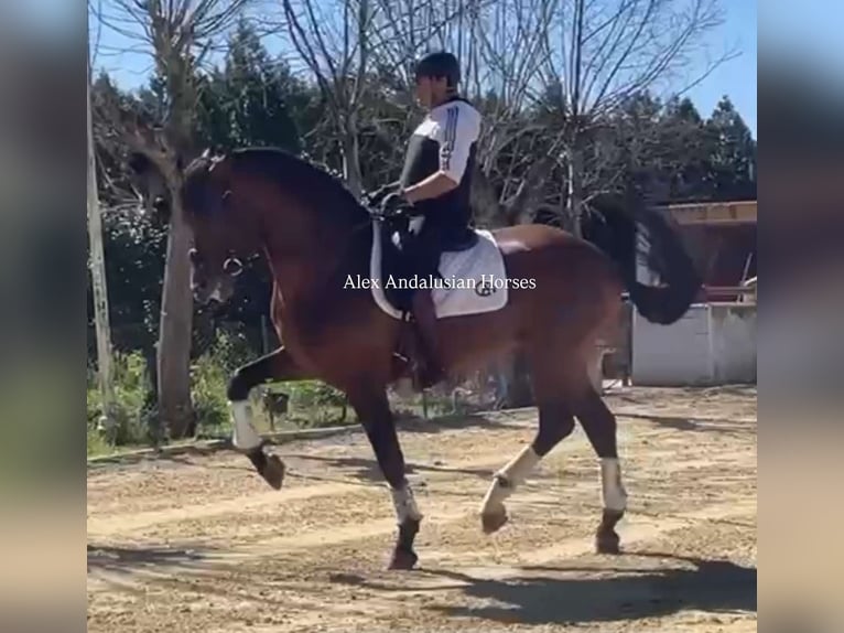 PRE Mix Hengst 7 Jahre 171 cm Brauner in Sevilla