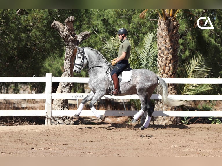 PRE Hengst 7 Jahre 171 cm Schimmel in Puerto Lumbreras