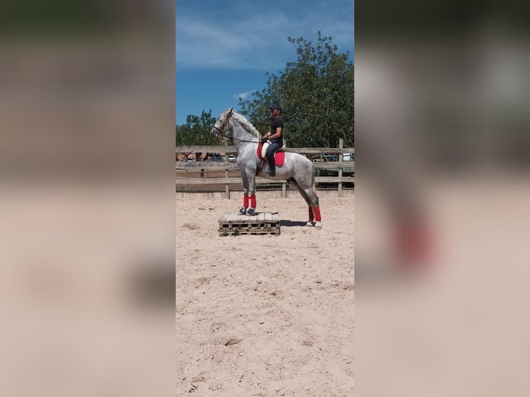 PRE Hengst 7 Jahre 172 cm Schimmel in Algaida