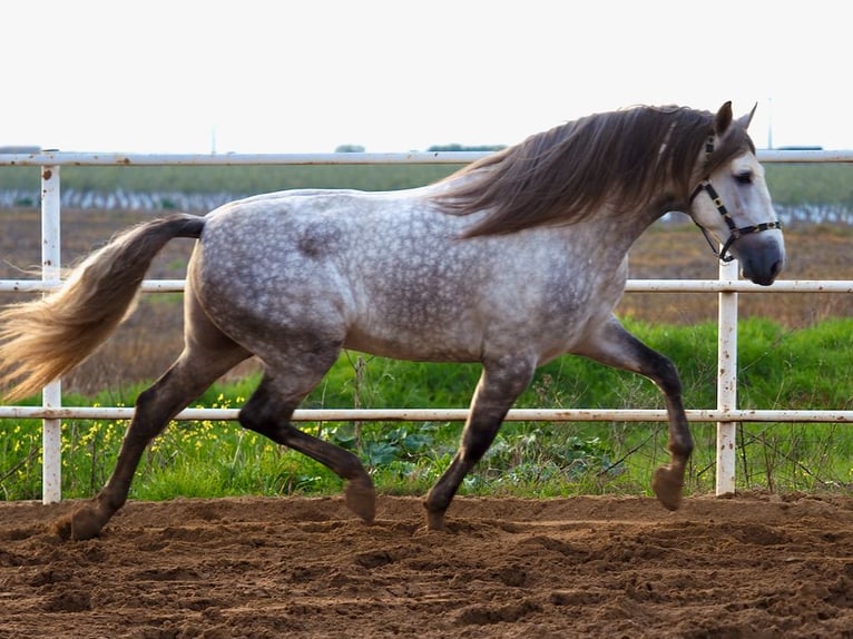 PRE Mix Hengst 7 Jahre 172 cm Schimmel in NAVAS DEL MADRONO