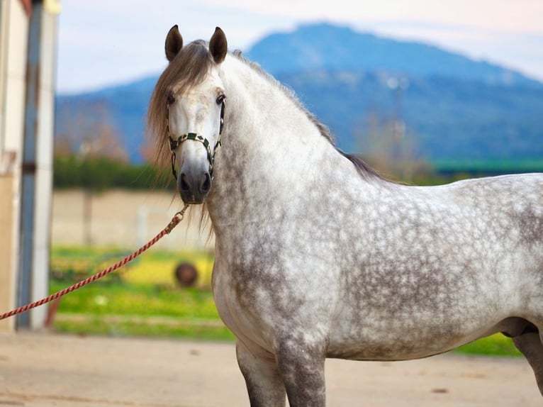 PRE Mix Hengst 7 Jahre 172 cm Schimmel in NAVAS DEL MADRONO