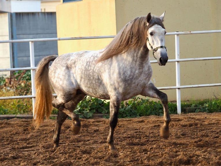 PRE Mix Hengst 7 Jahre 172 cm Schimmel in NAVAS DEL MADRONO