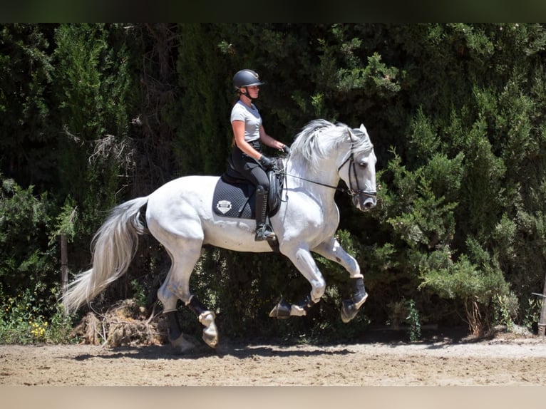 PRE Hengst 7 Jahre 173 cm Schimmel in Jimena De La Frontera