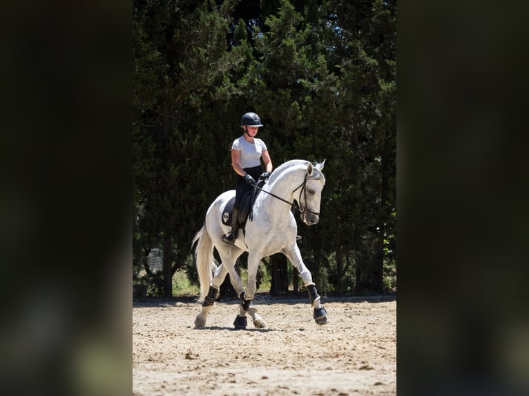 PRE Hengst 7 Jahre 173 cm Schimmel in Jimena De La Frontera
