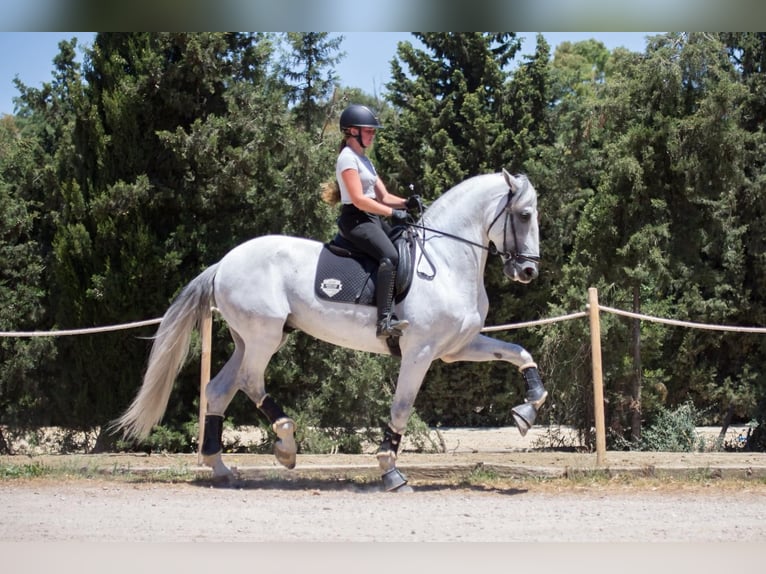 PRE Hengst 7 Jahre 173 cm Schimmel in Jimena De La Frontera
