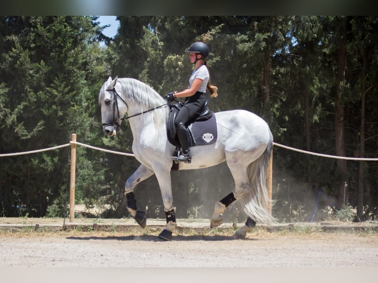 PRE Hengst 7 Jahre 173 cm Schimmel in Jimena De La Frontera