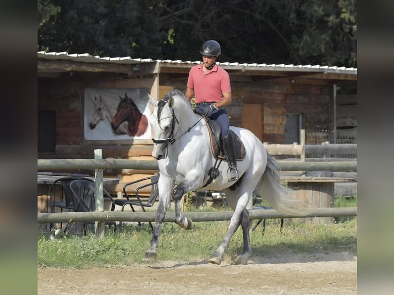 PRE Hengst 7 Jahre 173 cm Schimmel in Châteaurenard