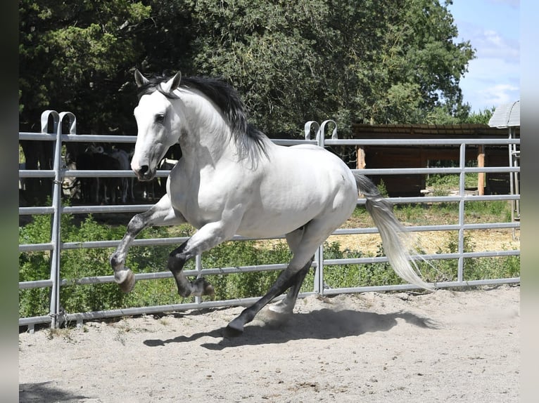 PRE Hengst 7 Jahre 173 cm Schimmel in Châteaurenard