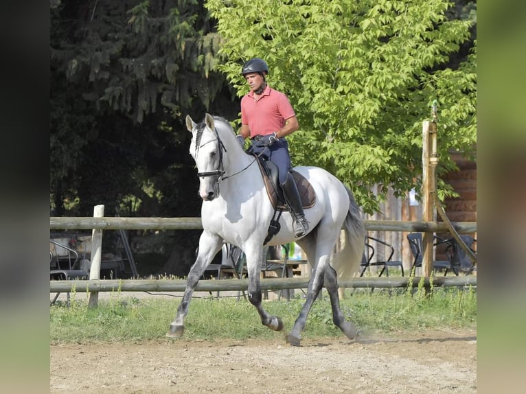 PRE Hengst 7 Jahre 173 cm Schimmel in Châteaurenard