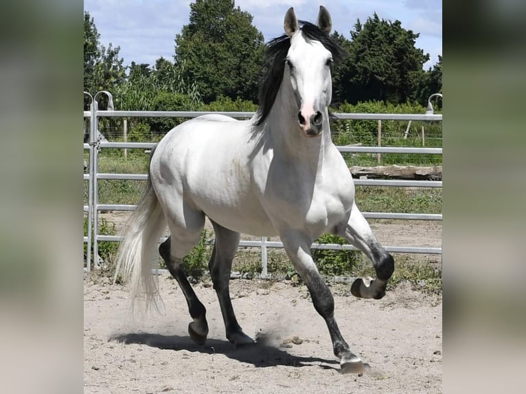 PRE Hengst 7 Jahre 173 cm Schimmel in Châteaurenard