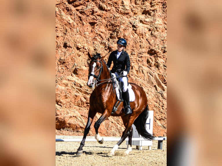 PRE Mix Hengst 7 Jahre 174 cm Brauner in Sotogrande