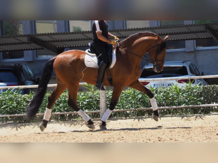 PRE Mix Hengst 7 Jahre 175 cm Rotbrauner in NAVAS DEL MADRONO