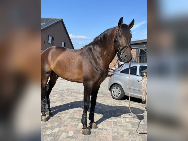 PRE Mix Hengst 7 Jahre 176 cm Dunkelbrauner in Beek