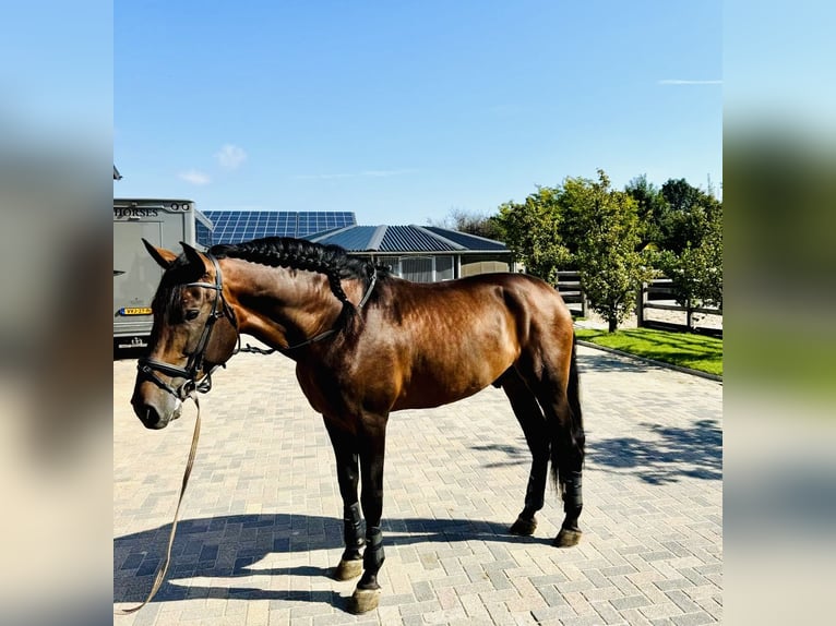 PRE Mix Hengst 7 Jahre 176 cm Dunkelbrauner in Beek