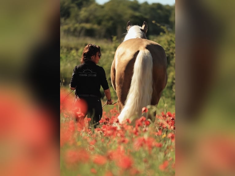 PRE Mix Hengst 7 Jahre 176 cm Palomino in El Catllar